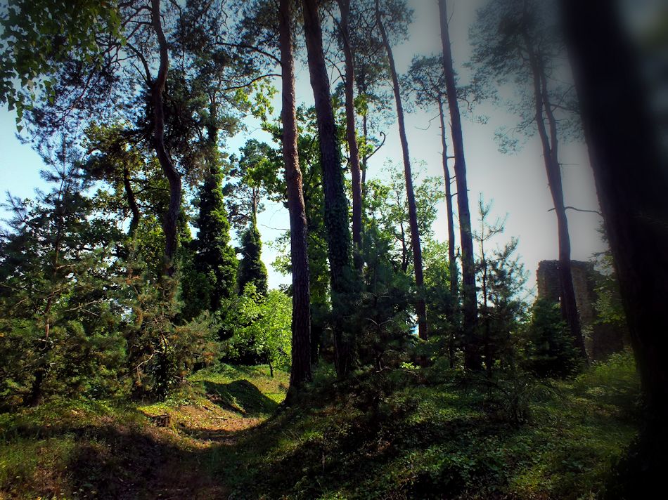 Burgruine Karlsbach, 2015, Foto: (C) Herbert Swaton