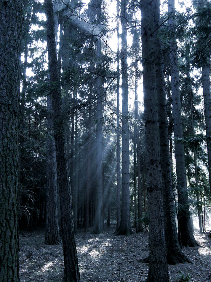 Waldweg zur Burgruine Schauenstein 2008, Foto: (C) Herbert Swaton